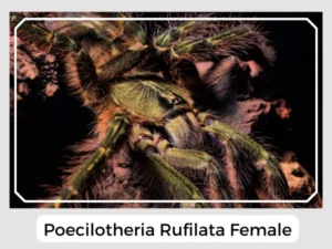 Poecilotheria rufilata Female