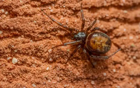 Rabbit Hutch Spider
