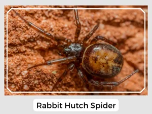 Rabbit Hutch Spider