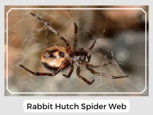 Rabbit Hutch Spider Web