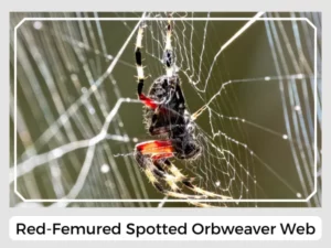 Red-Femured Spotted Orbweaver Web