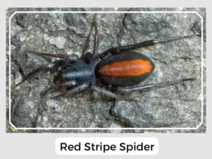 Red Stripe Spider