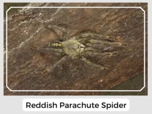 Reddish Parachute Spider