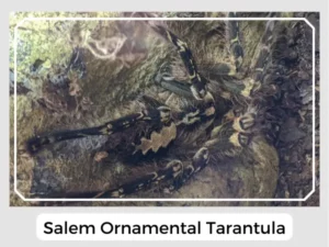 Salem Ornamental Tarantula