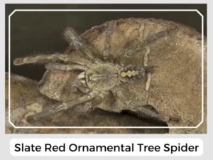 Slate Red Ornamental Tree Spider