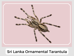 Sri Lanka Ornamental Tarantula
