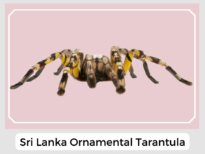Sri Lanka Ornamental Tarantula Image