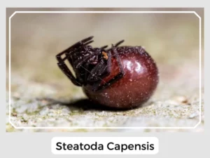 Steatoda Capensis