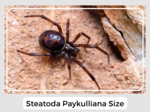 Steatoda Paykulliana Size