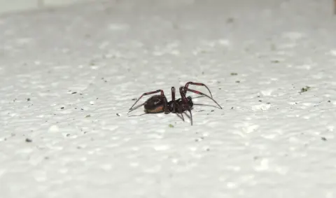 Steatoda borealis