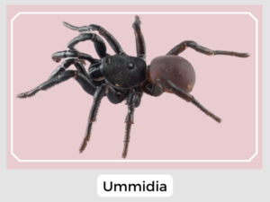 Ummidia