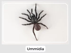 Ummidia Image