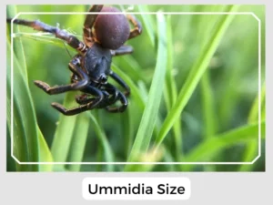 Ummidia Size