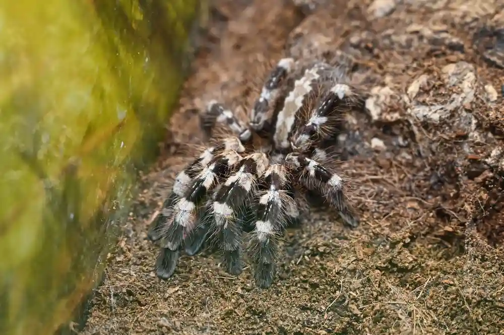 Wessel’s Tiger Ornamental