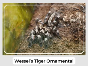 Wessel’s Tiger Ornamental