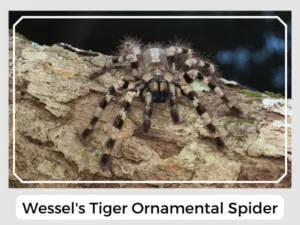 Wessel's Tiger Ornamental Spider Image