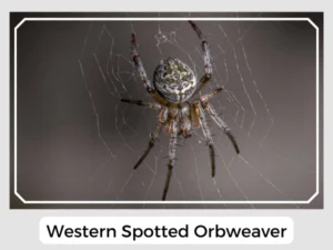 Western Spotted Orbweaver
