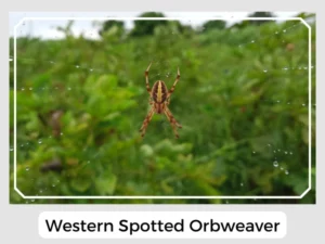 Western Spotted Orbweaver Image