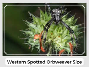 Western Spotted Orbweaver Size