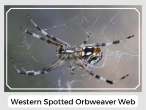 Western Spotted Orbweaver Web