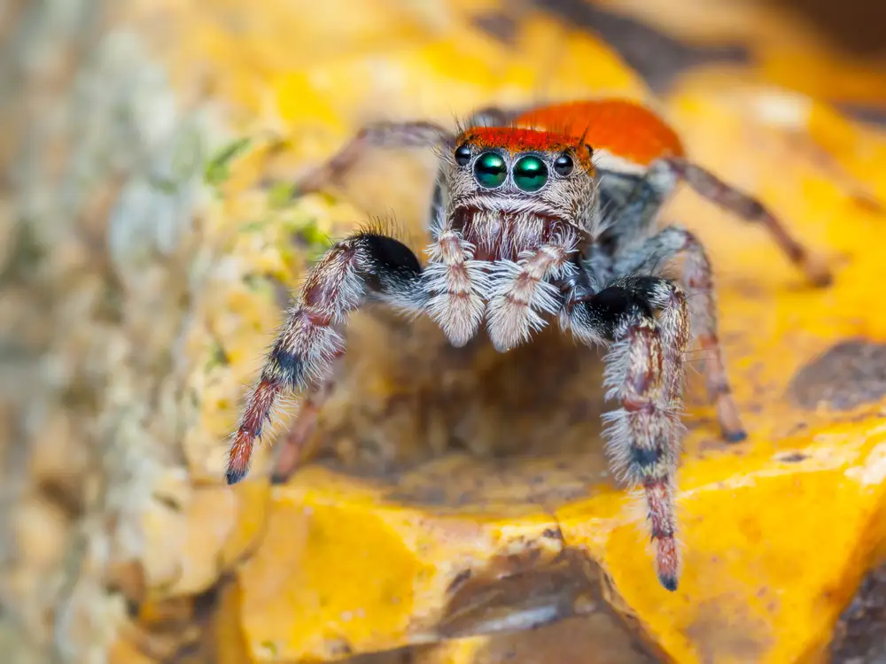 Whitman’s Jumping Spider