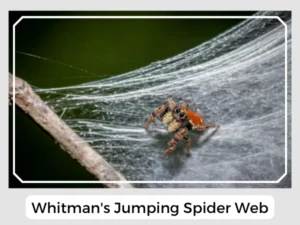Whitman's Jumping Spider Web