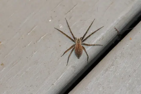 dolomedes vittatus