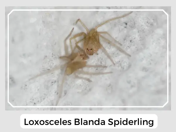 loxosceles blanda spiderling