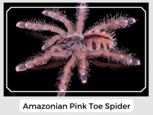 Amazonian Pink Toe Spider