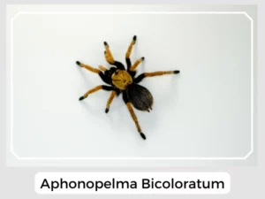 Aphonopelma Bicoloratum