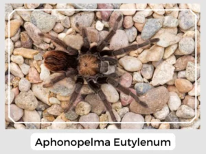 Aphonopelma Eutylenum
