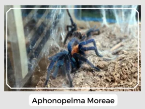 Aphonopelma Moreae