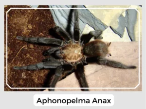 Aphonopelma anax