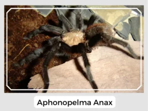 Aphonopelma anax Image