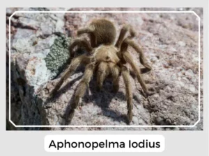 Aphonopelma iodius Picture