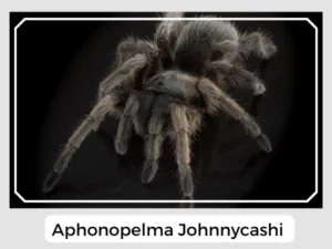 Aphonopelma johnnycashi