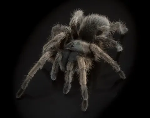 Aphonopelma johnnycashi