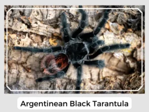 Argentinean Black Tarantula