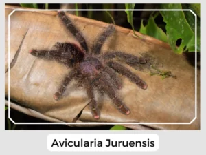 Avicularia Juruensis