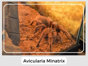 Avicularia Minatrix