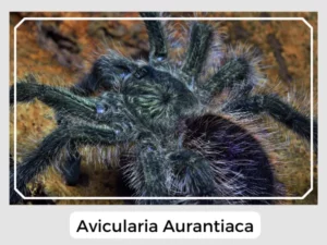 Avicularia aurantiaca Image