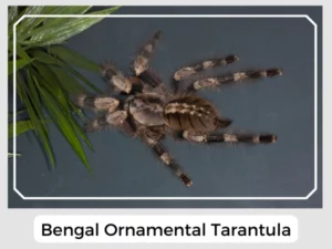 Bengal Ornamental Tarantula
