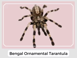 Bengal Ornamental Tarantula Image
