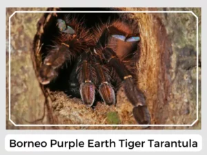 Borneo Purple Earth Tiger Tarantula