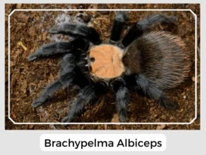 Brachypelma Albiceps