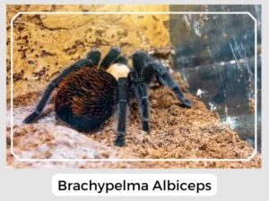 Brachypelma Albiceps Picture