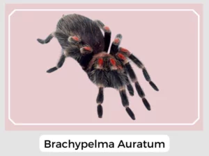 Brachypelma Auratum