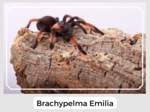 Brachypelma Emilia
