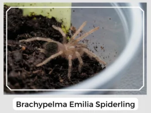 Brachypelma Emilia Spiderling