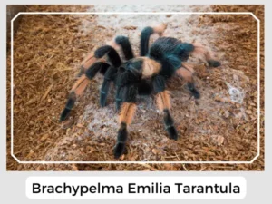Brachypelma Emilia Tarantula